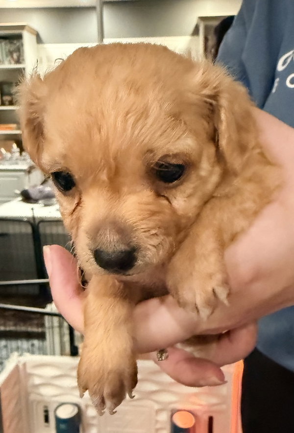 TAQUITO
