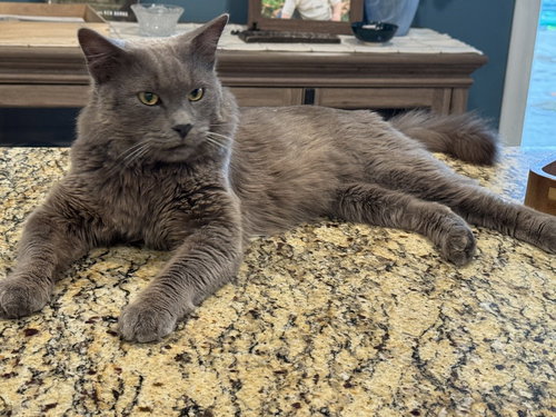 BLUE, an adoptable Russian Blue in Banning, CA