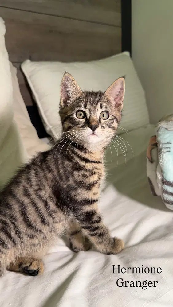 Hermione Granger - Domestic Short Hair