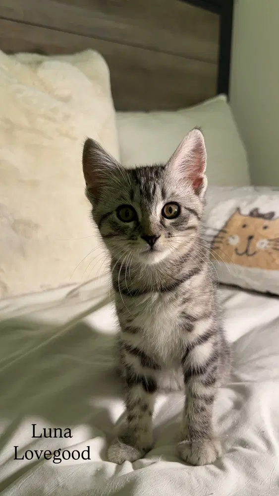 Luna Lovegood - Domestic Short Hair