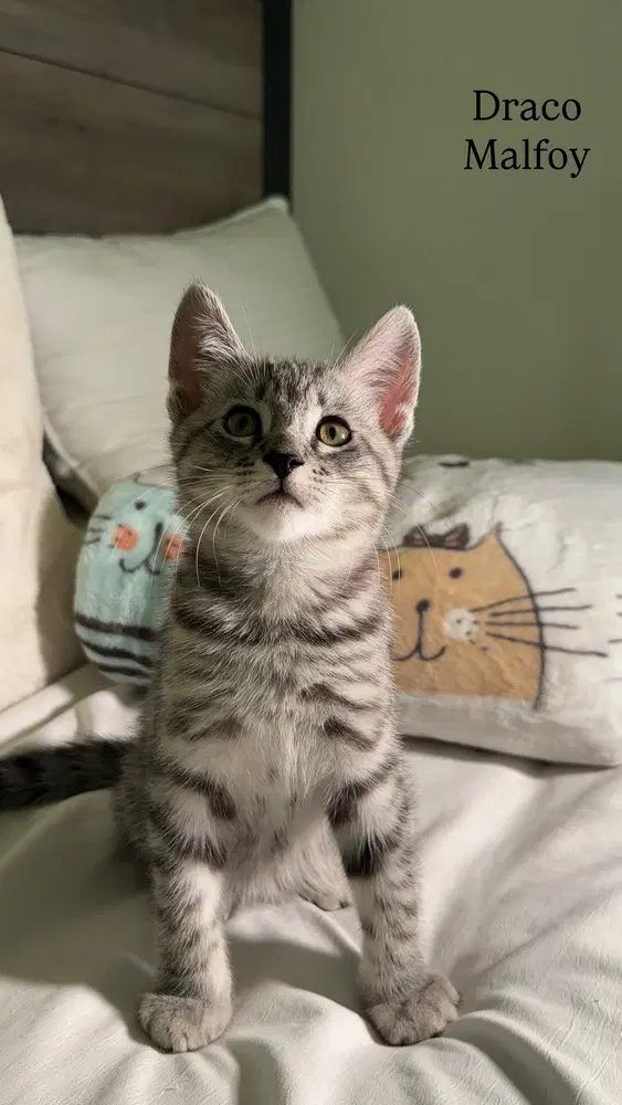 Draco Malfoy - Domestic Short Hair