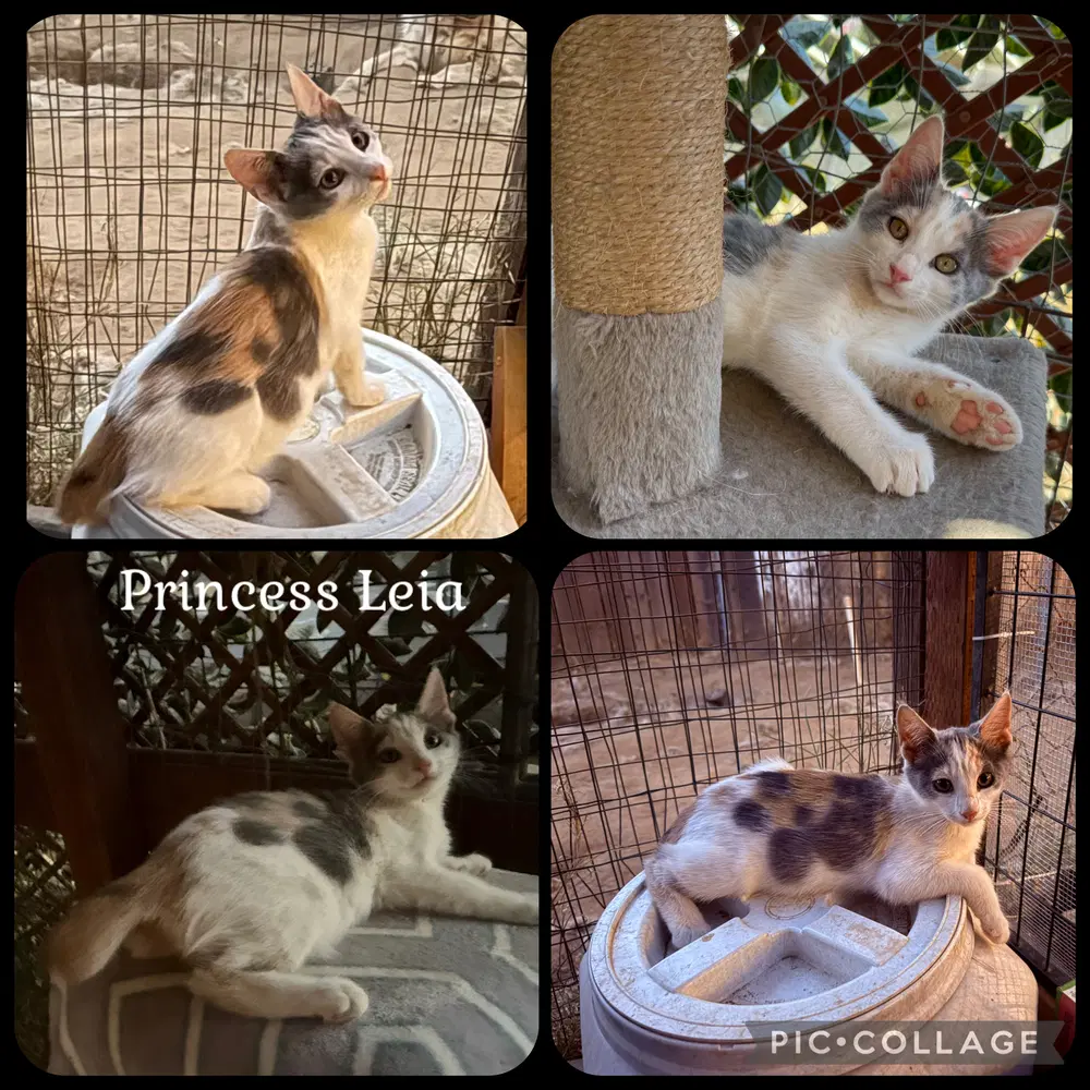 Princess Leia - Domestic Short Hair