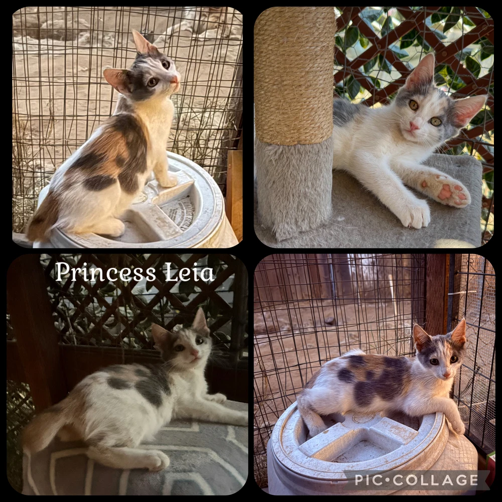 Princess Leia