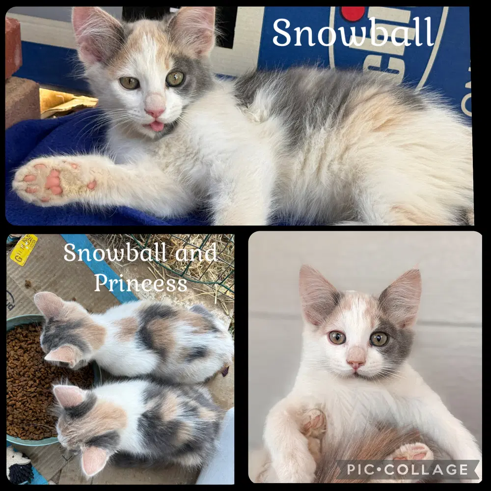 Snowball - Domestic Short Hair
