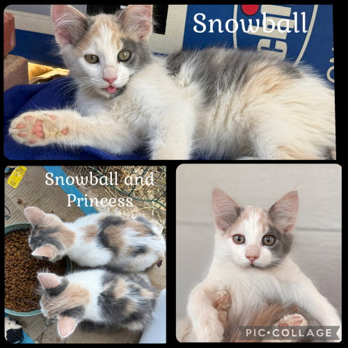 Snowball