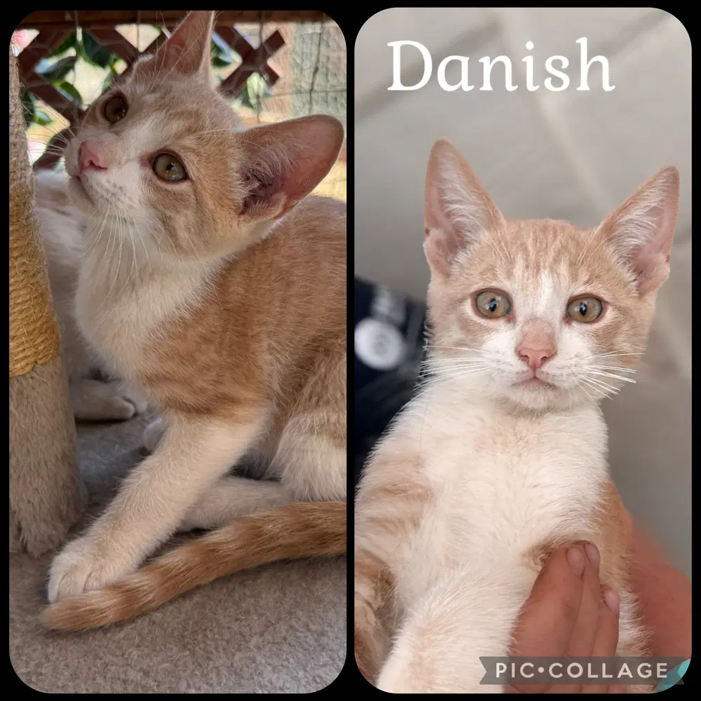 Danish - Domestic Short Hair