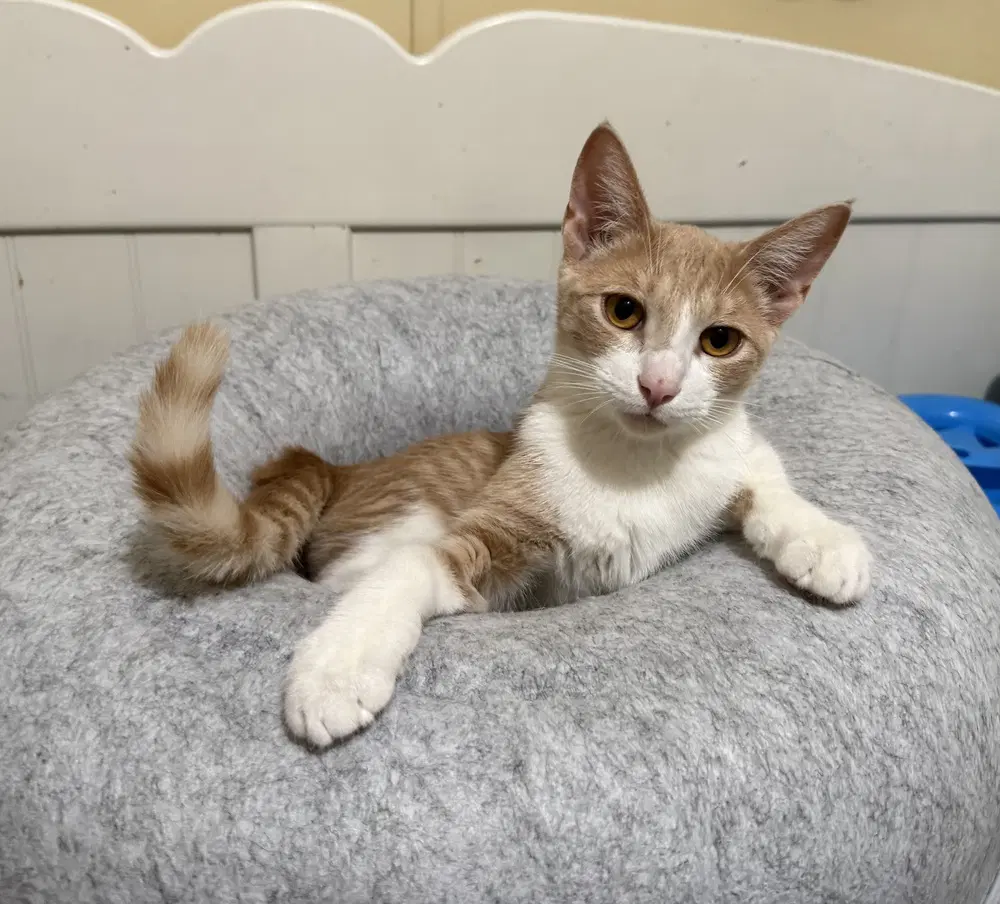Danish - Domestic Short Hair