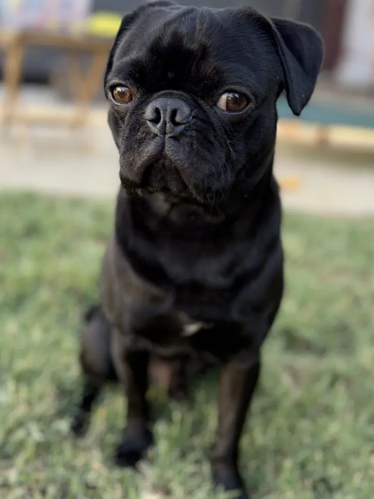 Oreo - Pug