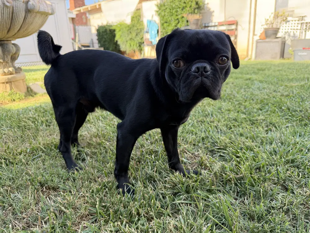 Oreo image 2
