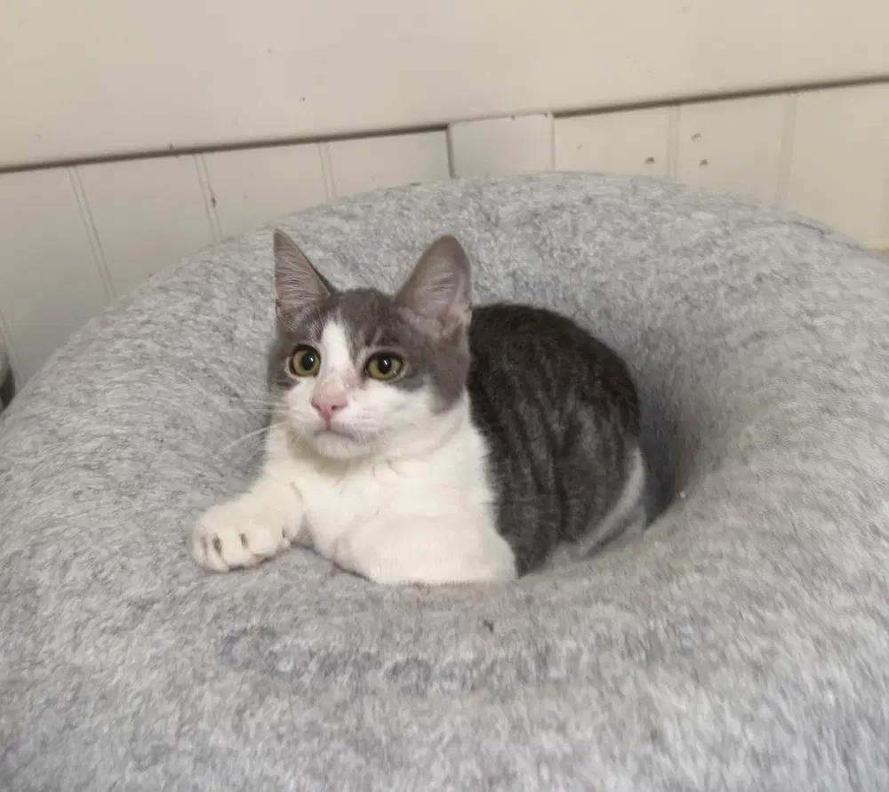 Finnegan - Domestic Short Hair