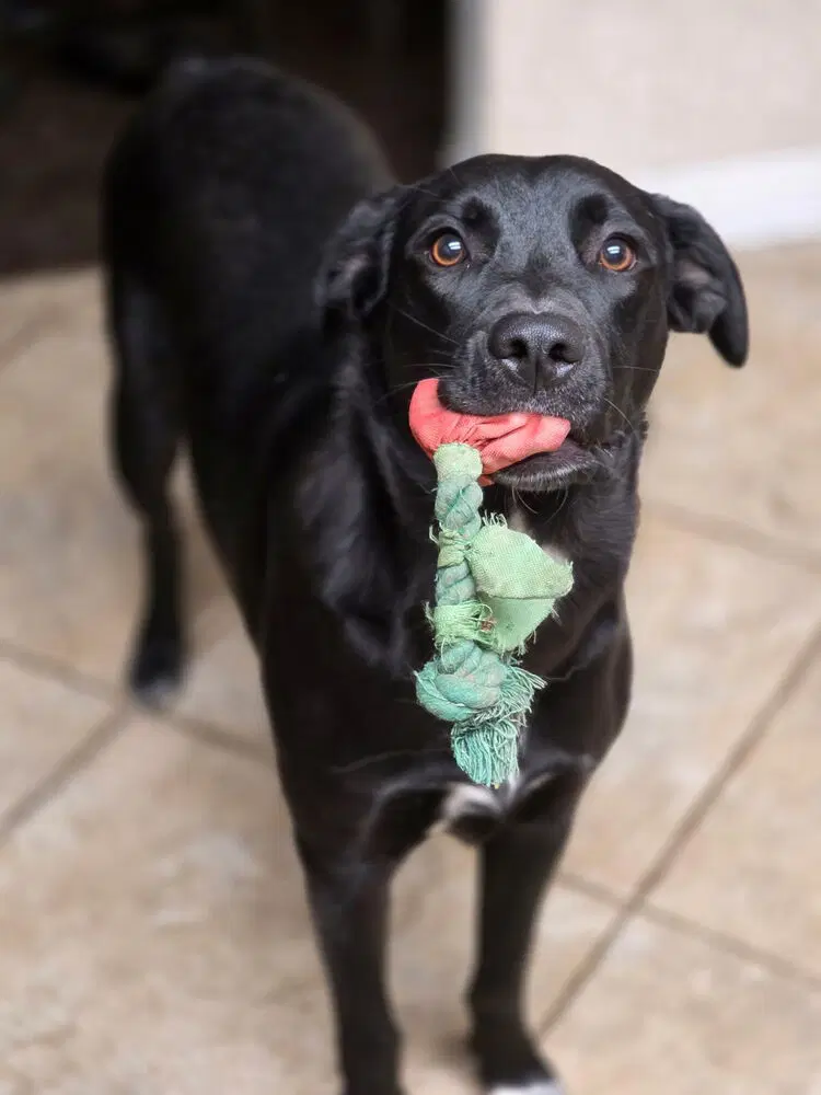 Nancy - Labrador Retriever