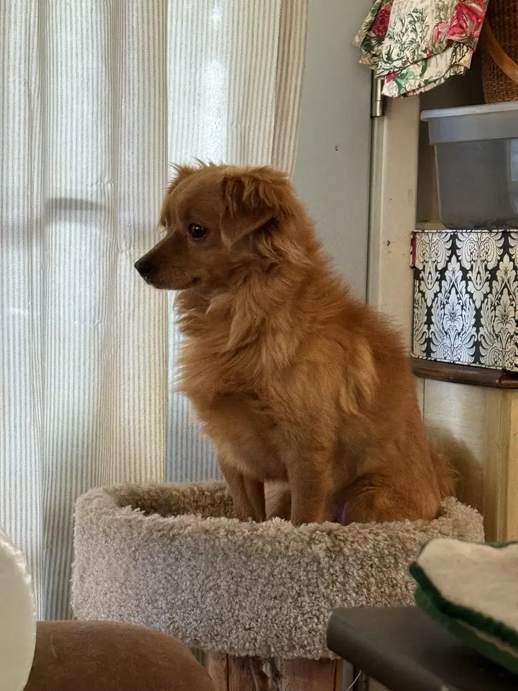 Rusty - Spaniel