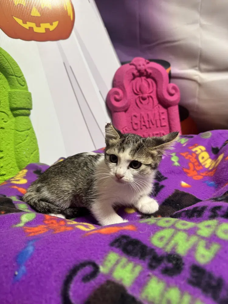 Biscuit - Domestic Short Hair