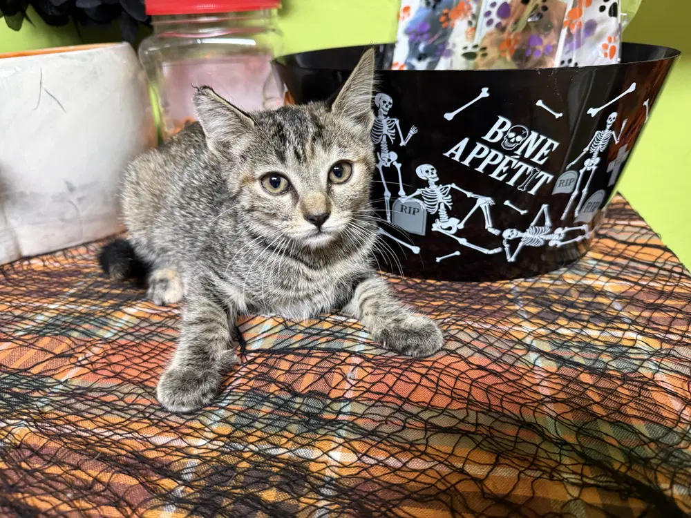 Pepper - Domestic Short Hair