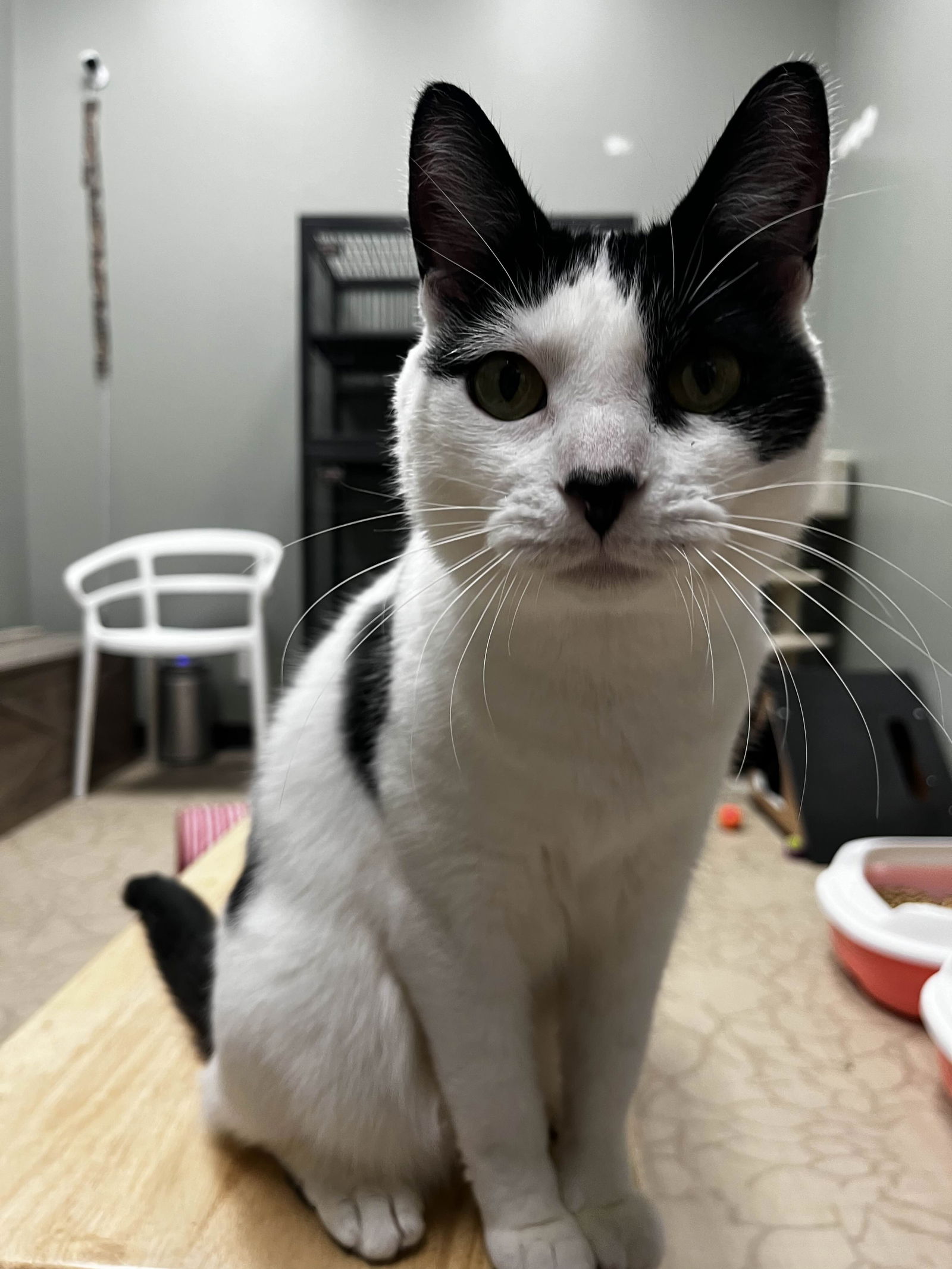 adoptable Cat in Medina, OH named Harry