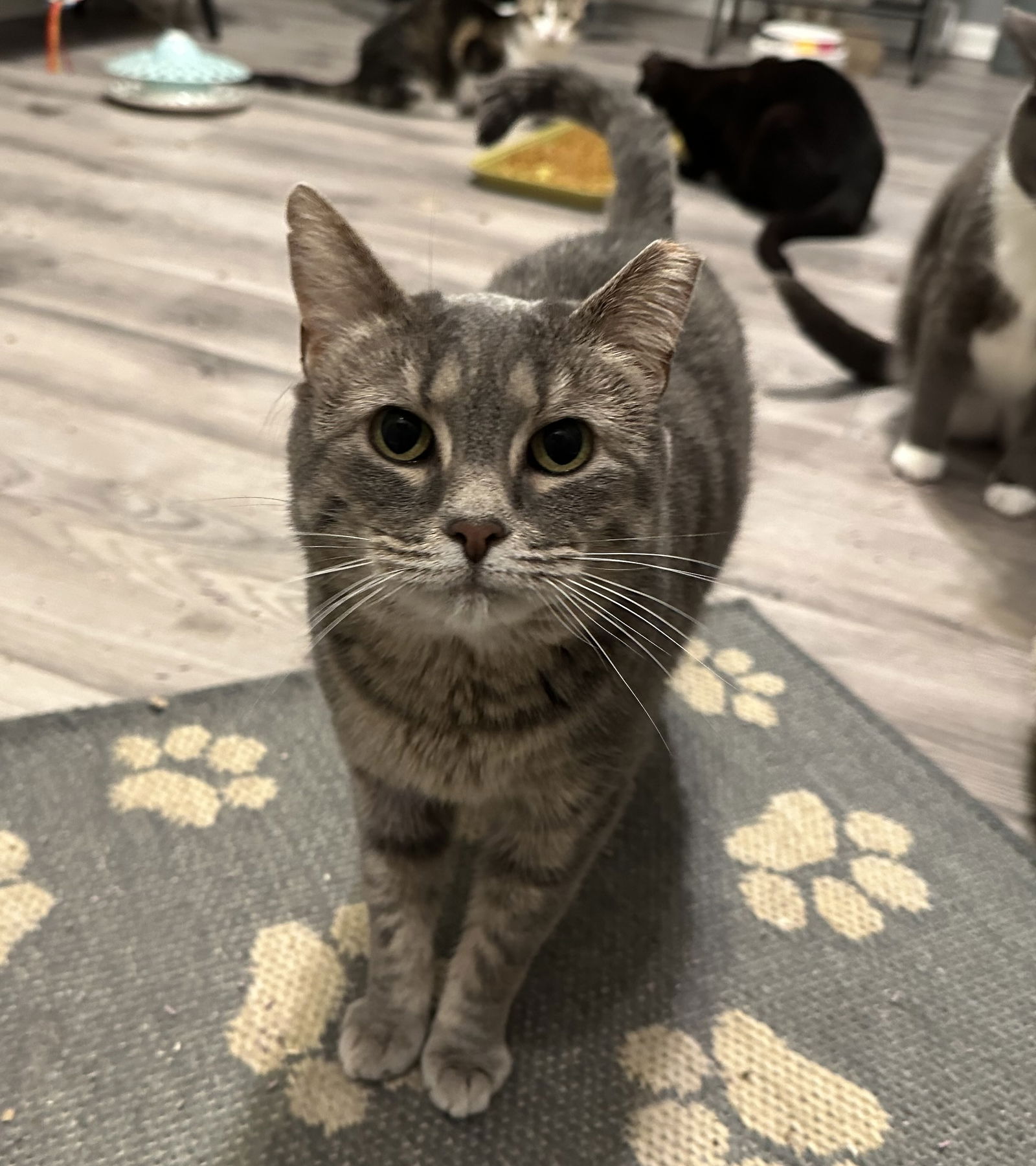adoptable Cat in Medina, OH named Daphne