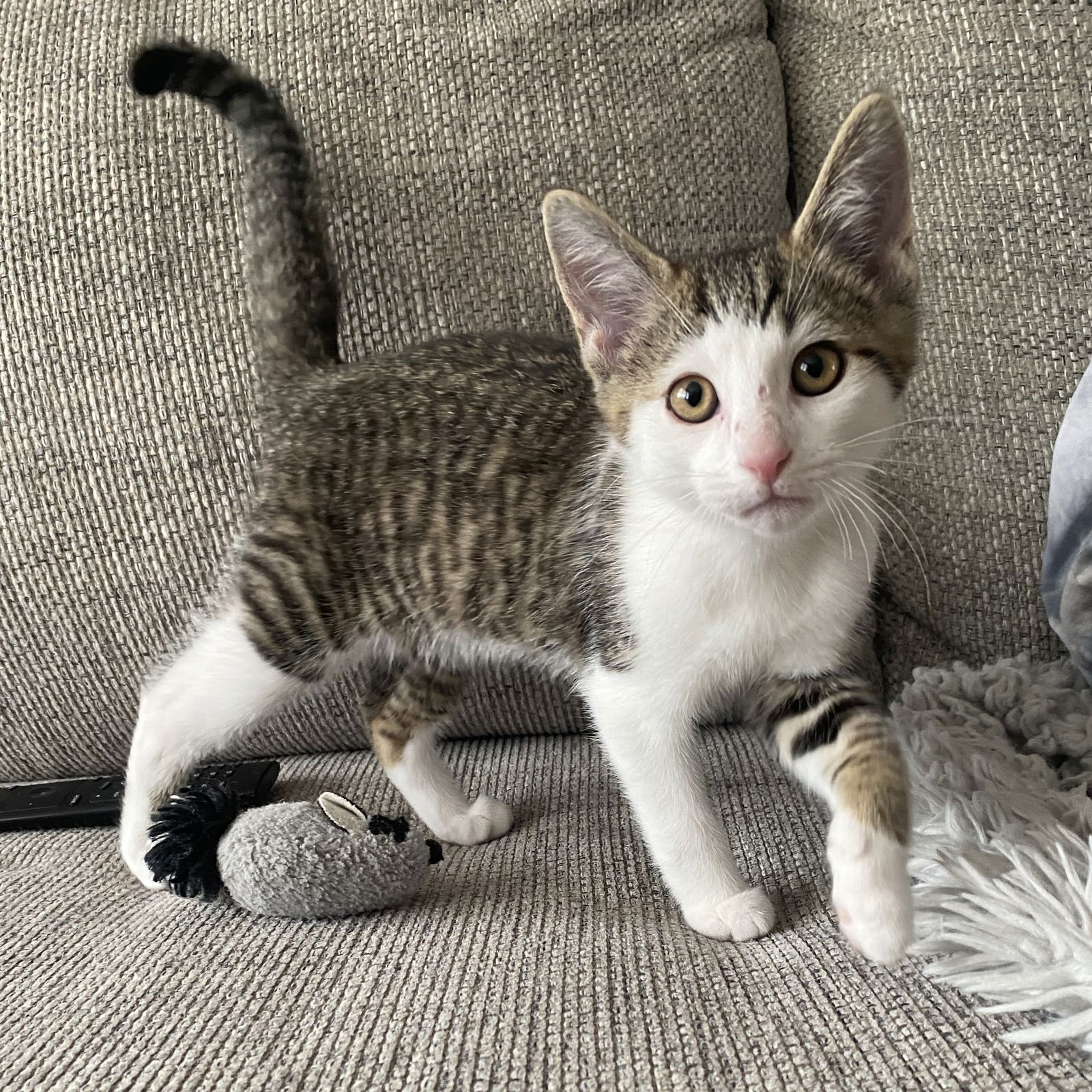 adoptable Cat in Brunswick, OH named Mayo