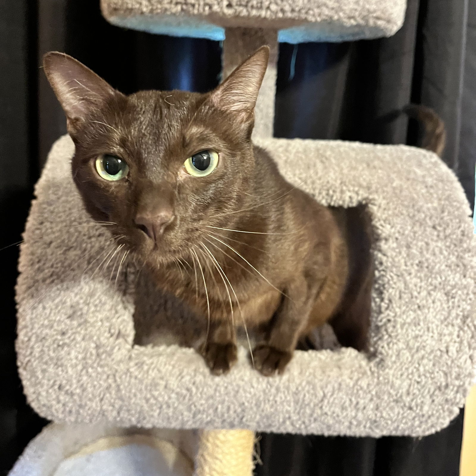 adoptable Cat in Brunswick, OH named Rocky