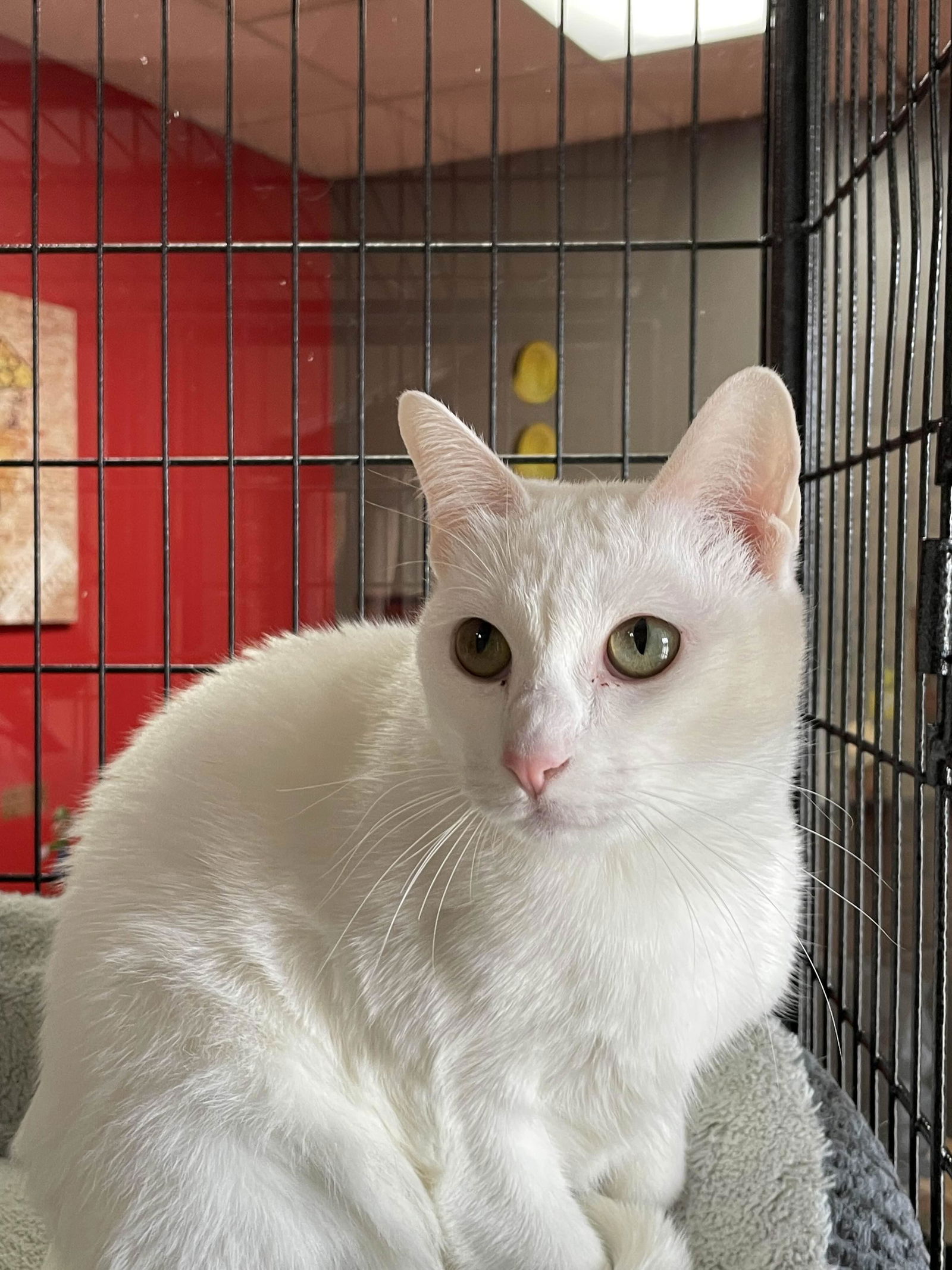 adoptable Cat in Brunswick, OH named Lilly Dilly