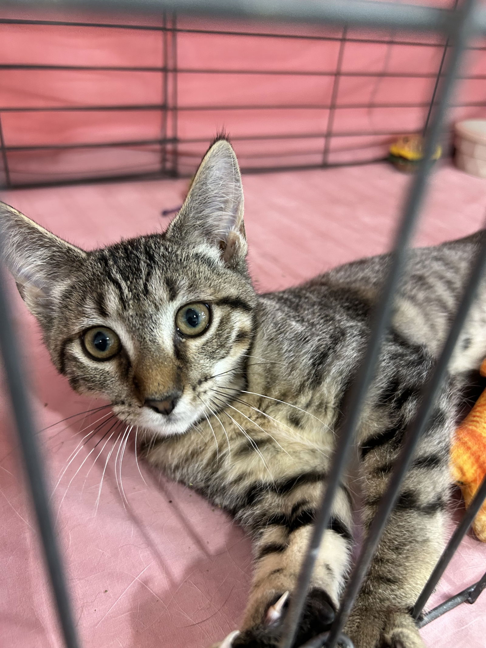 adoptable Cat in Brunswick, OH named Rose