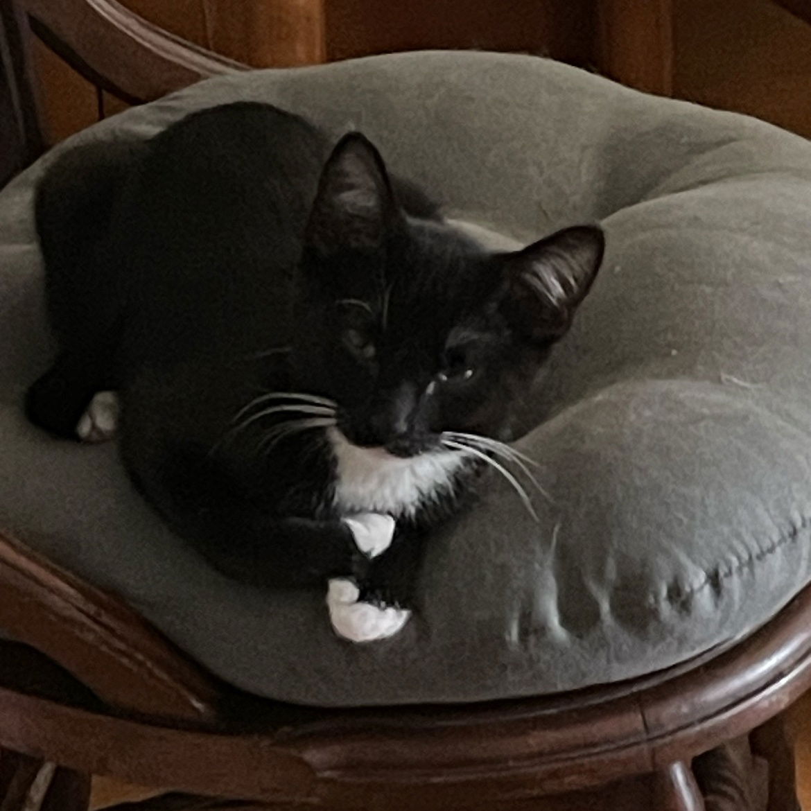 adoptable Cat in Brunswick, OH named Giorgio