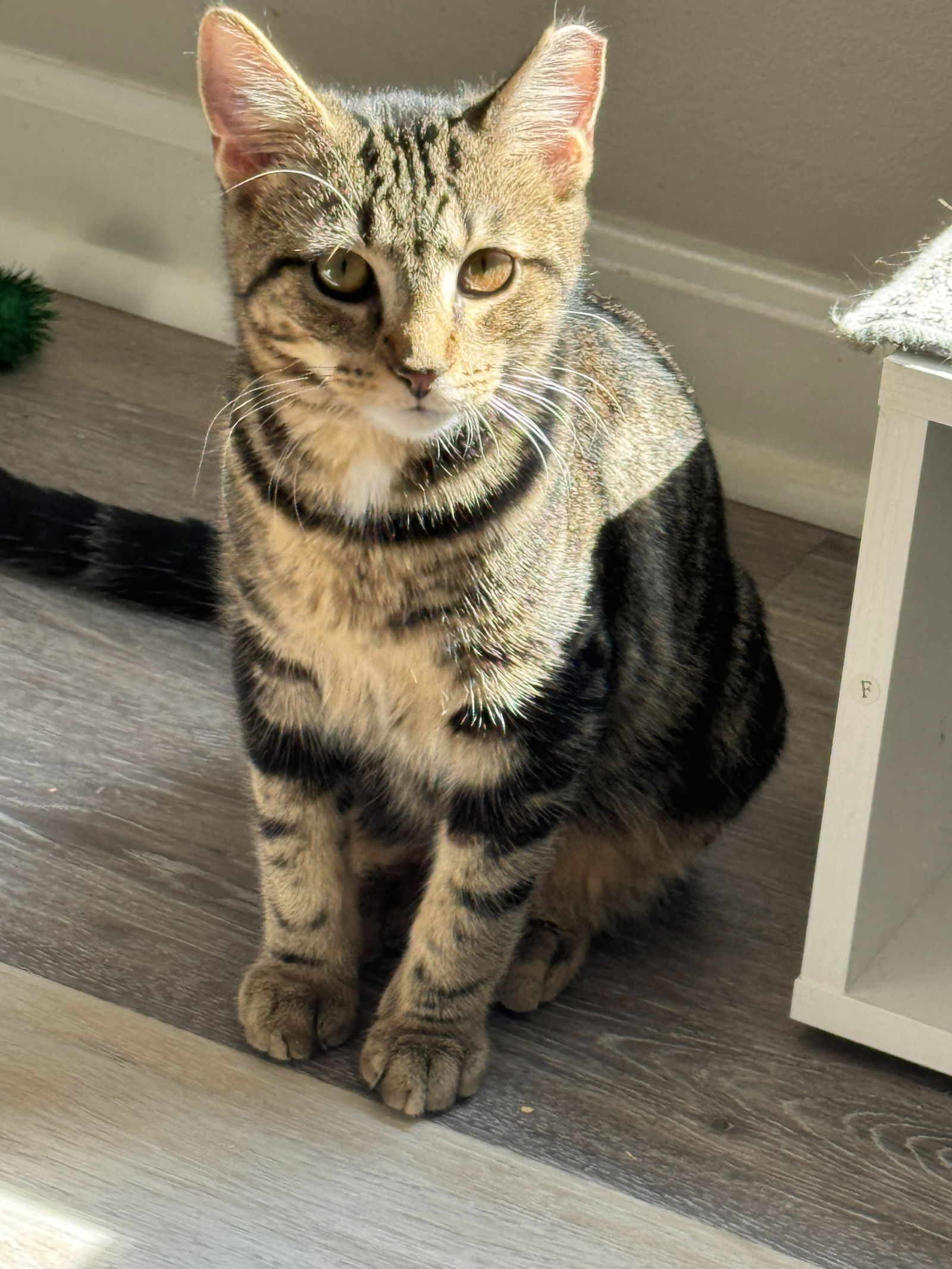 adoptable Cat in Brunswick, OH named Poet