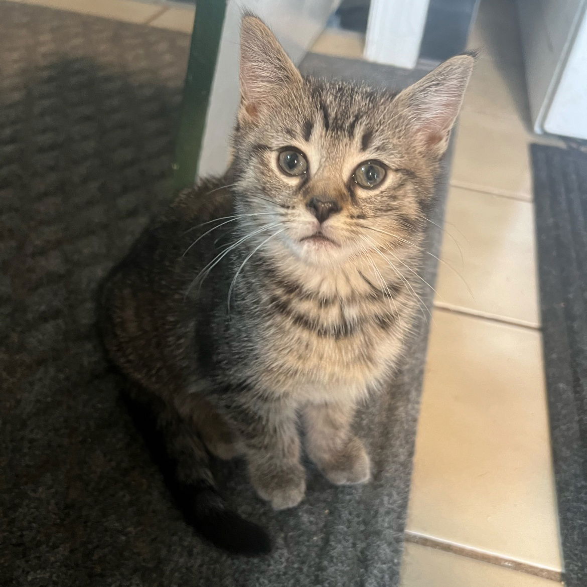 adoptable Cat in Brunswick, OH named Ophelia