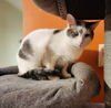 adoptable Cat in Brunswick, OH named Curly