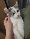 adoptable Cat in Brunswick, OH named Curly