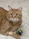 adoptable Cat in Brunswick, OH named Boyd