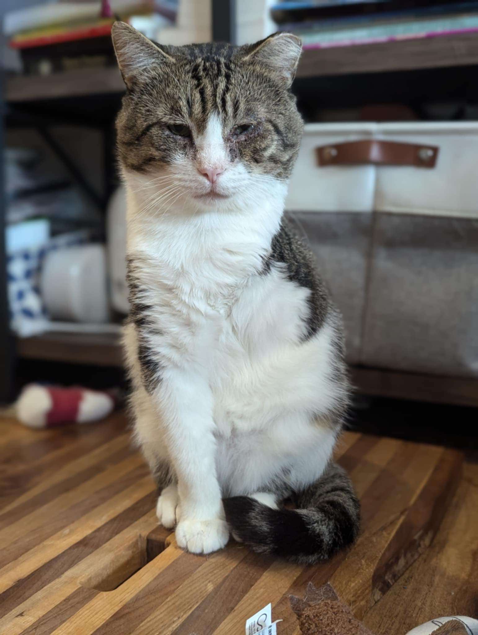 adoptable Cat in Brunswick, OH named Mr. Grey