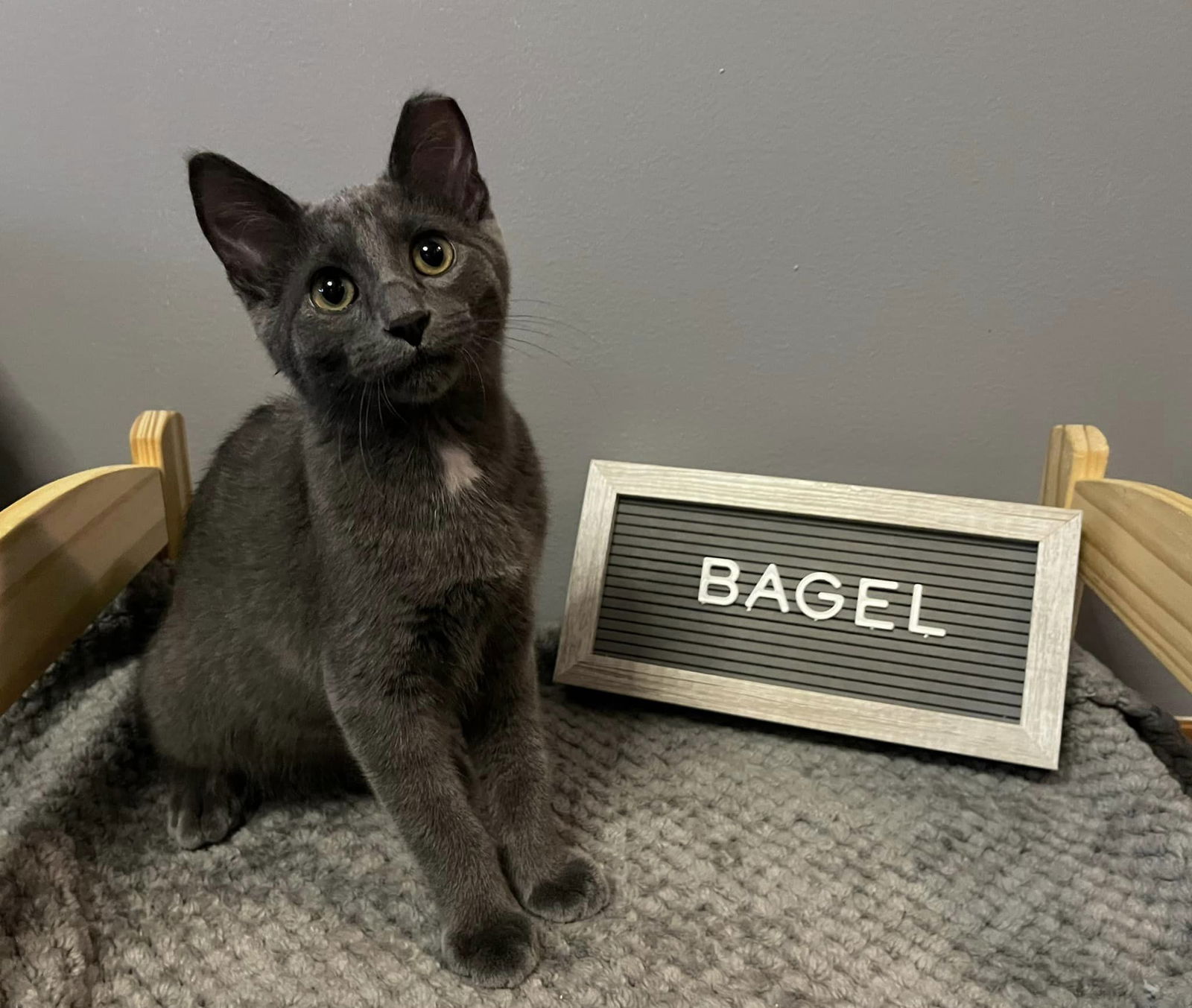 adoptable Cat in Brunswick, OH named Bagel