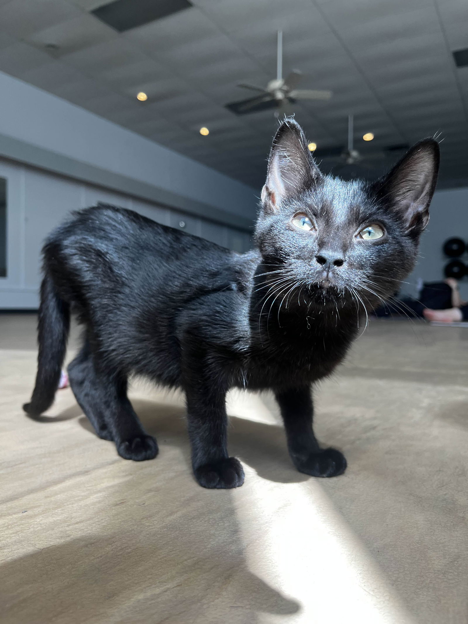 adoptable Cat in Brunswick, OH named Butchie (Bonded with Cassie)