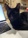 adoptable Cat in Brunswick, OH named Gia