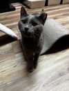 adoptable Cat in Brunswick, OH named Wonder Bread