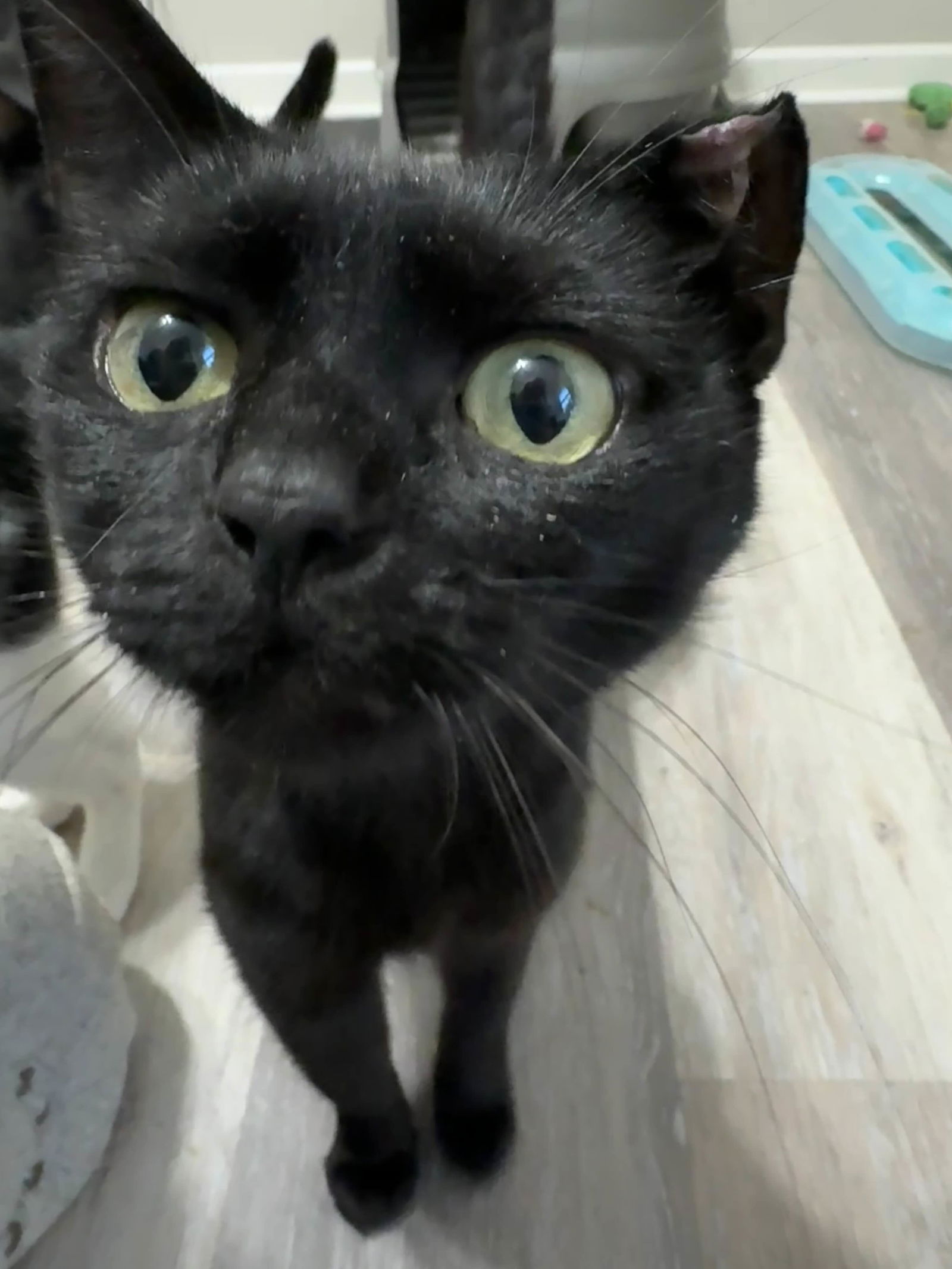 adoptable Cat in Brunswick, OH named Hilary