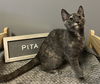 adoptable Cat in Brunswick, OH named Pita