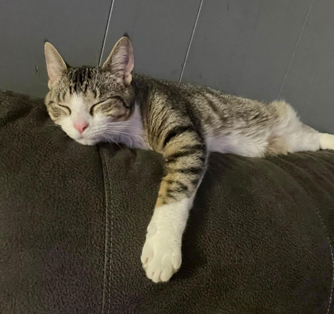 adoptable Cat in Brunswick, OH named Boo