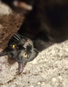 adoptable Cat in Brunswick, OH named Benson