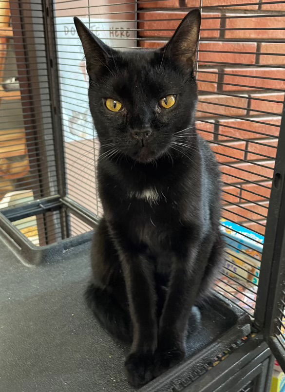 adoptable Cat in Brunswick, OH named Benson