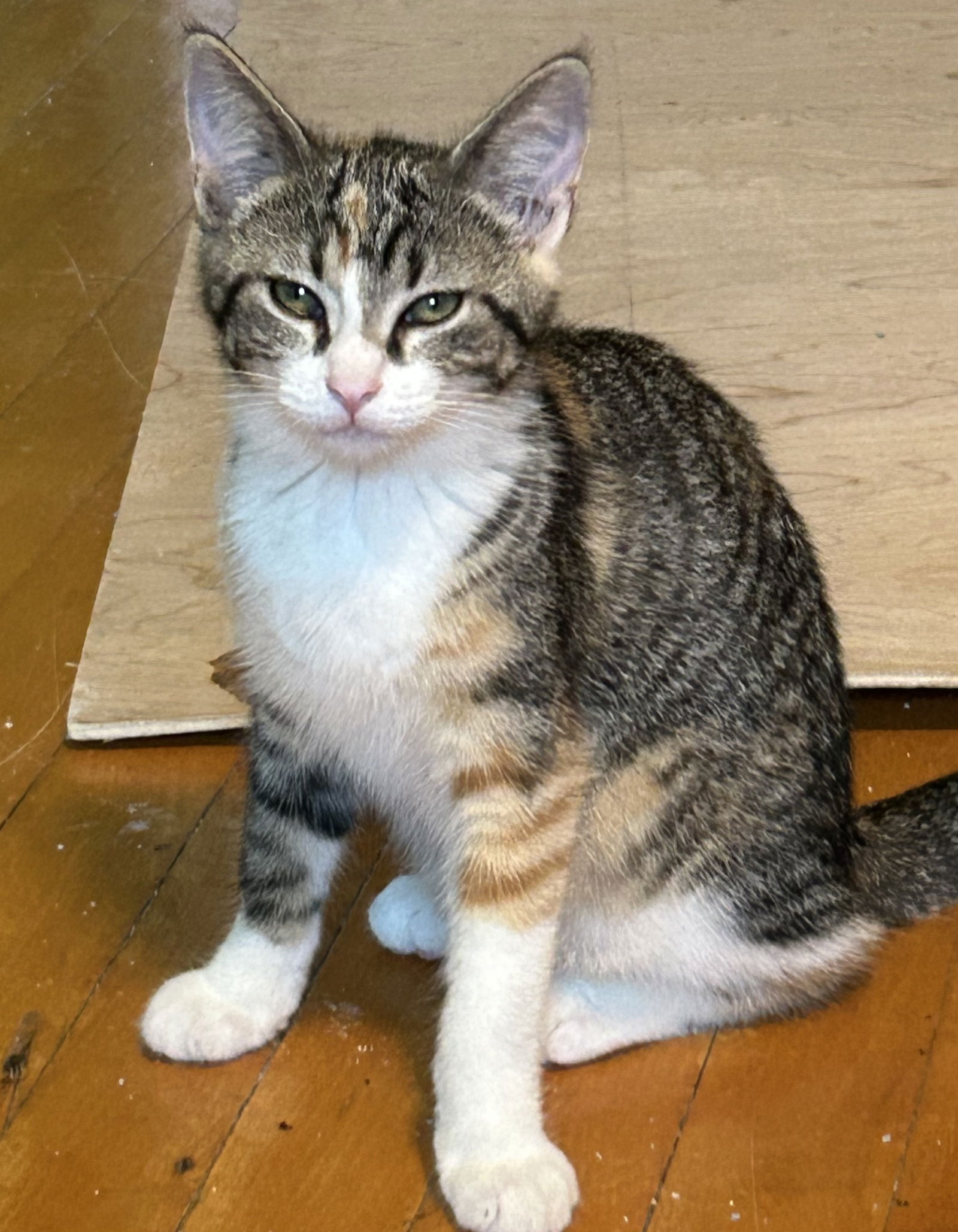 adoptable Cat in Brunswick, OH named Iris