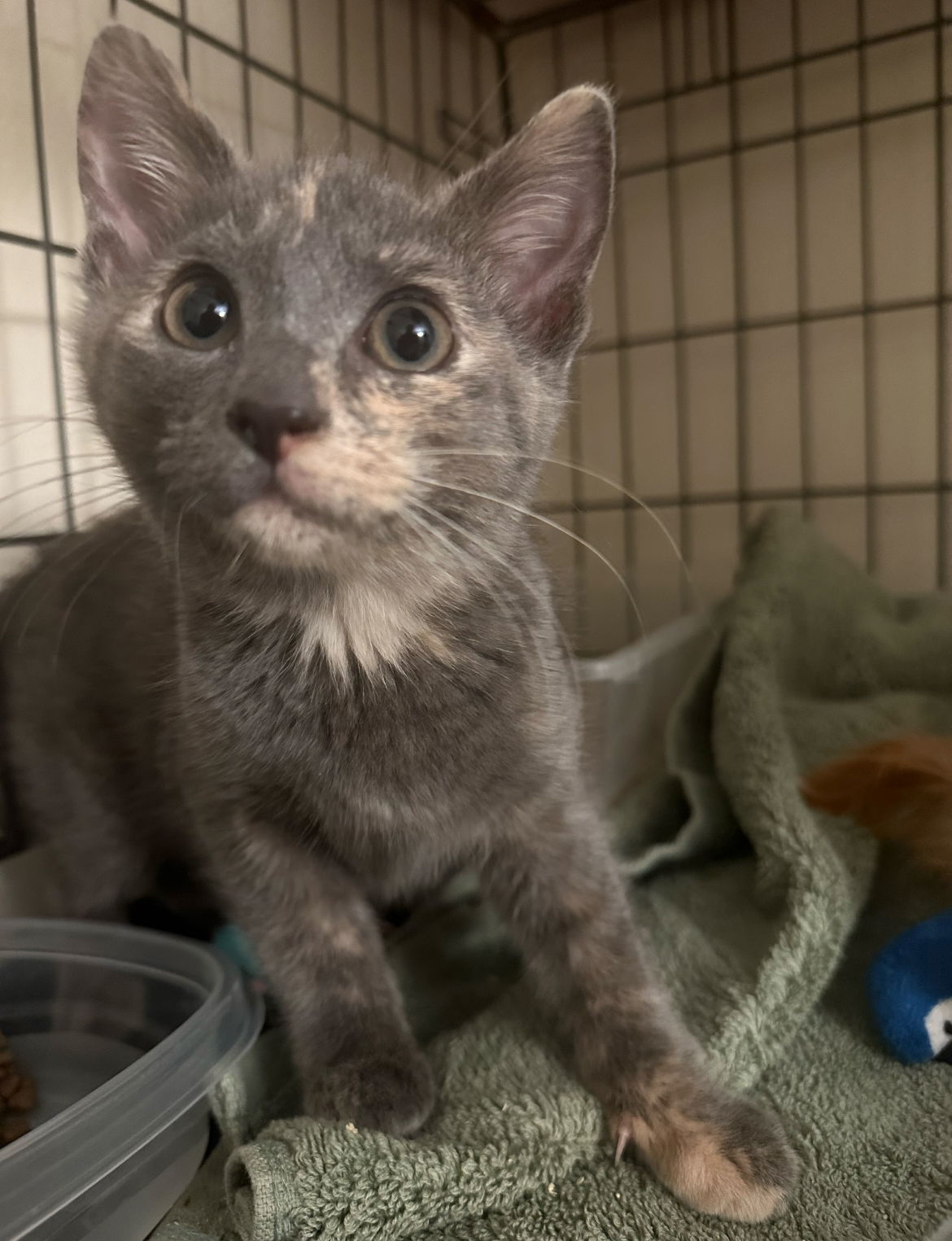 adoptable Cat in Brunswick, OH named Sourdough