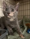 adoptable Cat in Brunswick, OH named Sourdough