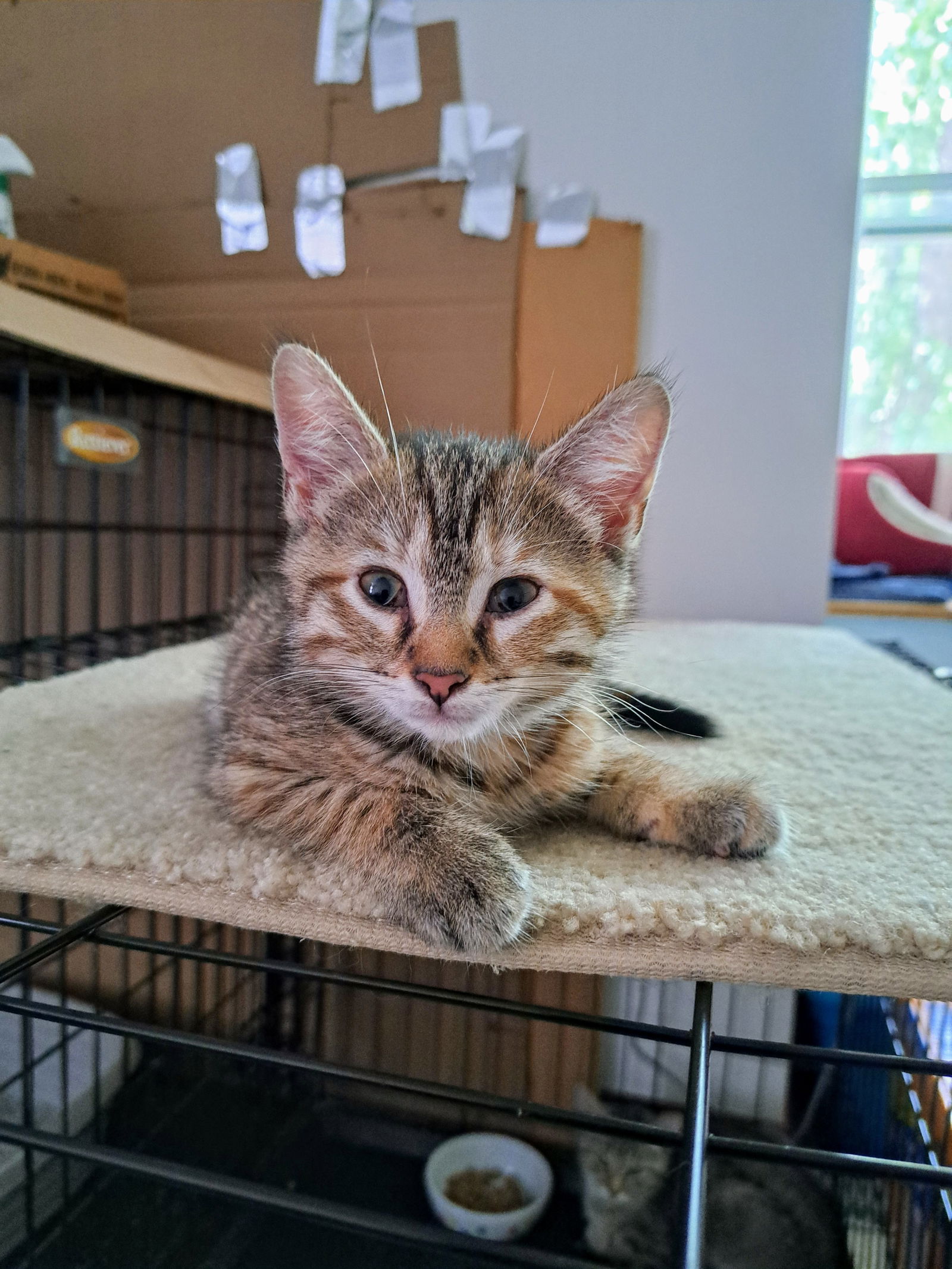 adoptable Cat in Brunswick, OH named Cassie (Bonded with Butchie)