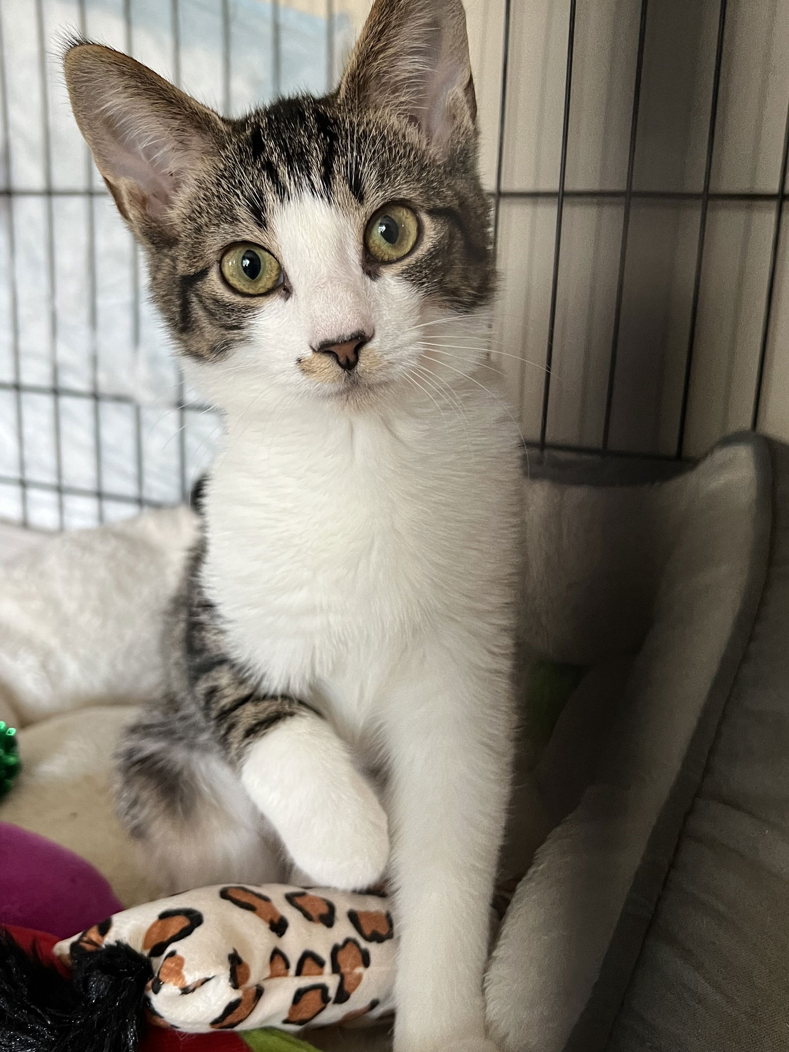 adoptable Cat in Brunswick, OH named Gidget