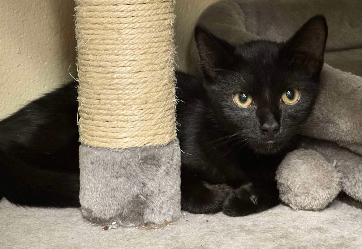 adoptable Cat in Brunswick, OH named Cedric