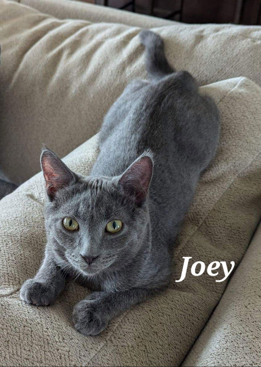 adoptable Cat in Brunswick, OH named Joey