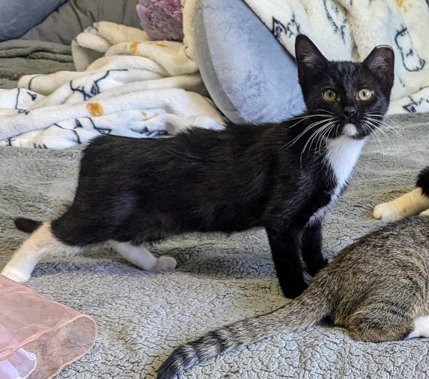 adoptable Cat in Brunswick, OH named Mizu