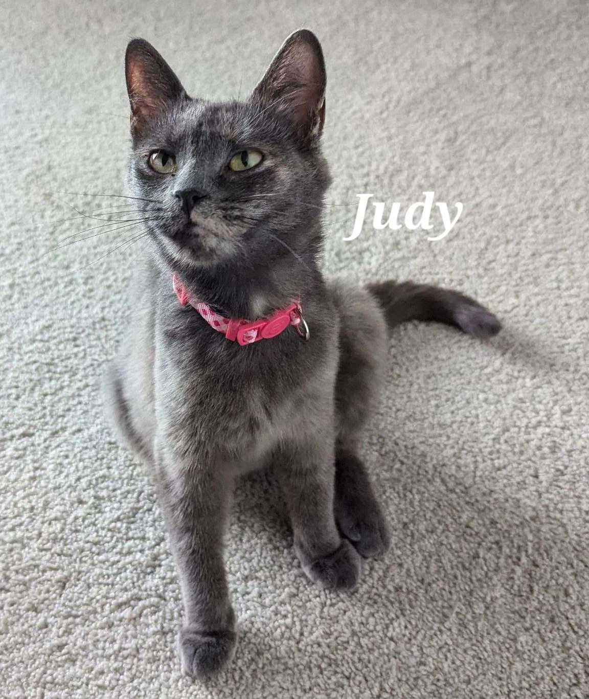 adoptable Cat in Brunswick, OH named Judy