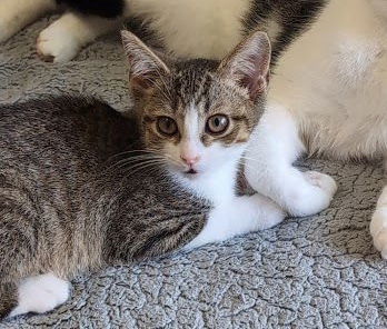 adoptable Cat in Brunswick, OH named Dax